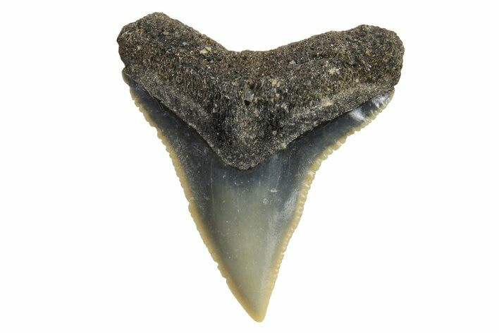 Fossil Gray Shark (Carcharhinus) Tooth - Bone Valley, Florida #294759